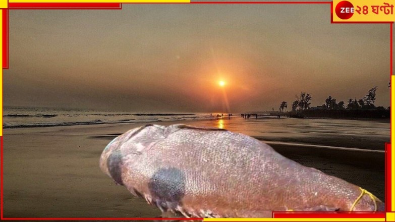 Digha: পারাদ্বীপ থেকে দিঘায় এল বিশাল আকৃতির মাছ! দেখতে উপচে পড়ল ভিড়...