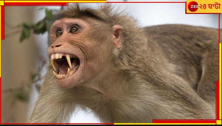 Monkey Attack: ১০ বছরের শিশুর পেট চিরে নাড়িভুঁড়ি টেনে বের করে মারল হনুমান!
