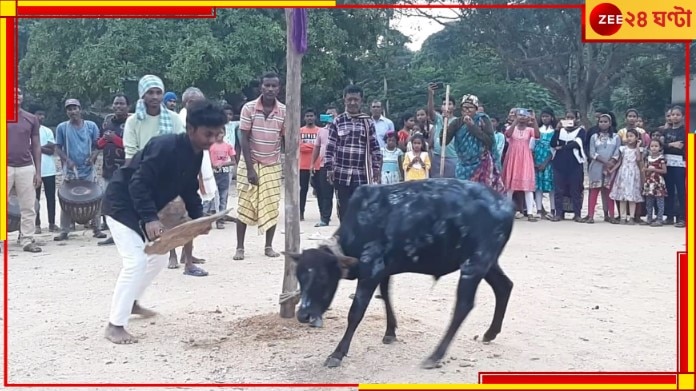 Bankura: গরুকে খুঁটিতে বেঁধে মুখের সামনে রোমশ কোনও পশুর চামড়া দোলানো! কেন?