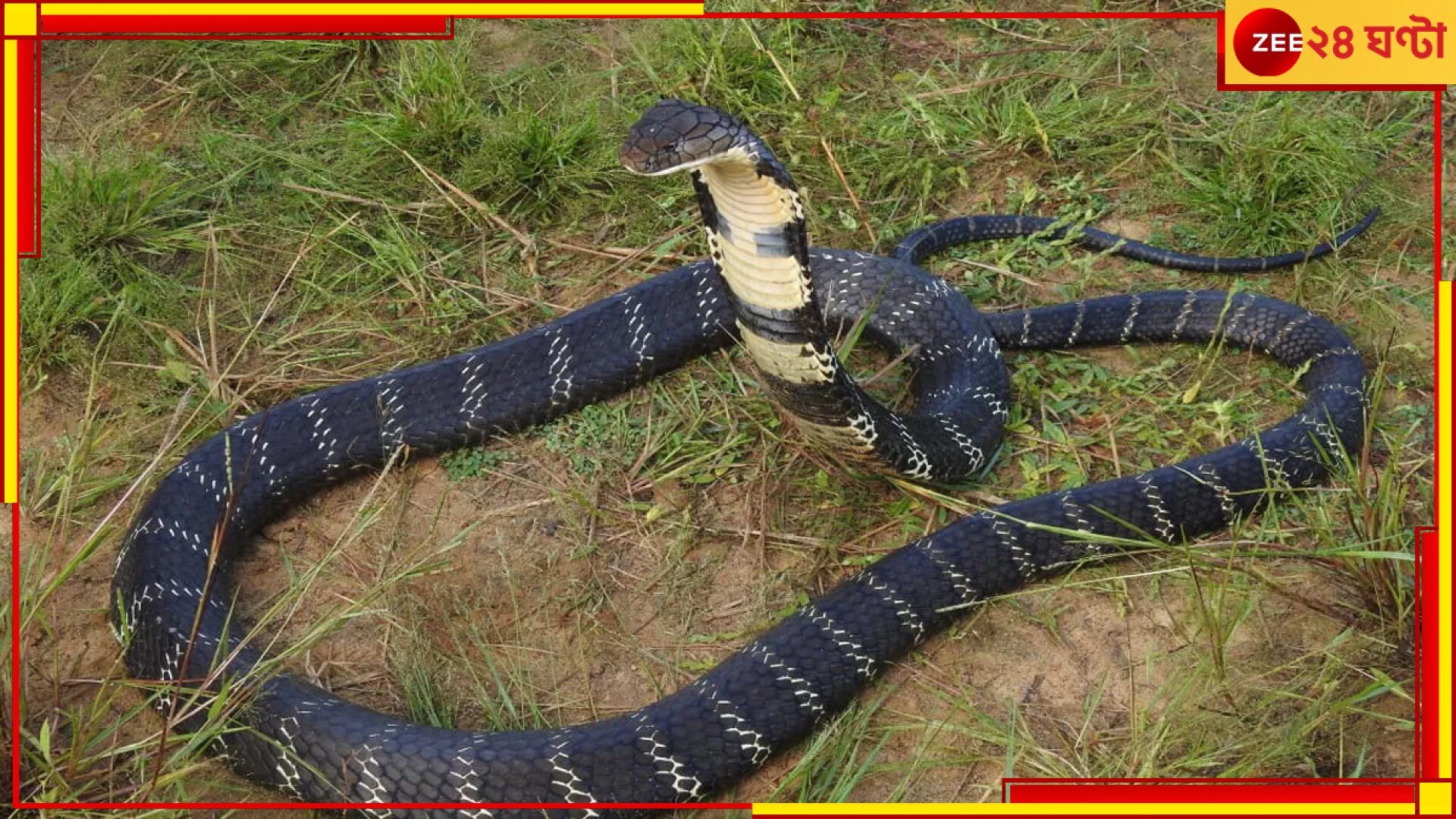 Cobra Bite: আর পোষাচ্ছে না! ঘরে সাপ ঢুকিয়ে বৌ-বাচ্চাকে খুন করল বর্বর 