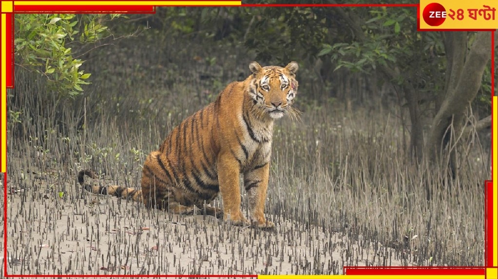 Annual Tiger Census in Sunderbans: সুন্দরবনে বাঘের সংখ্যা কত, জানেন? এবার জানা যাবে...