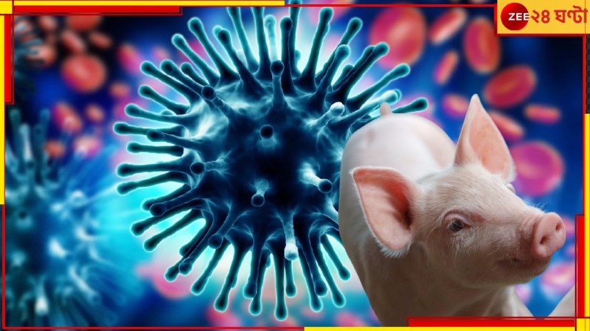 Swine Flu H1N2: আতঙ্কের নাম শূকর! এবার মানবদেহেই মিলল সোয়াইন ফ্লু’র ভাইরাস…