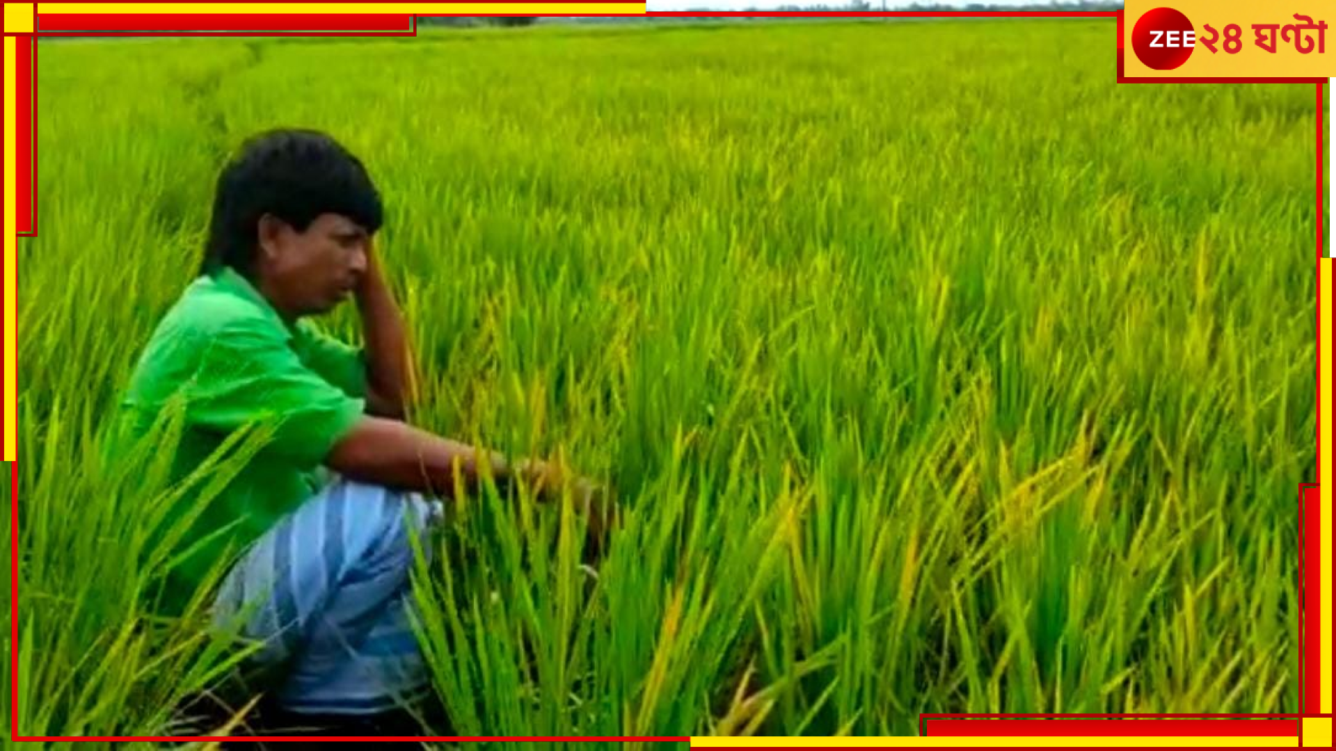 Bankura: অজানা রোগে শুকিয়ে যাচ্ছে বিঘের পর বিঘে ধান, চিন্তায় মাথায় হাত কৃষকদের  