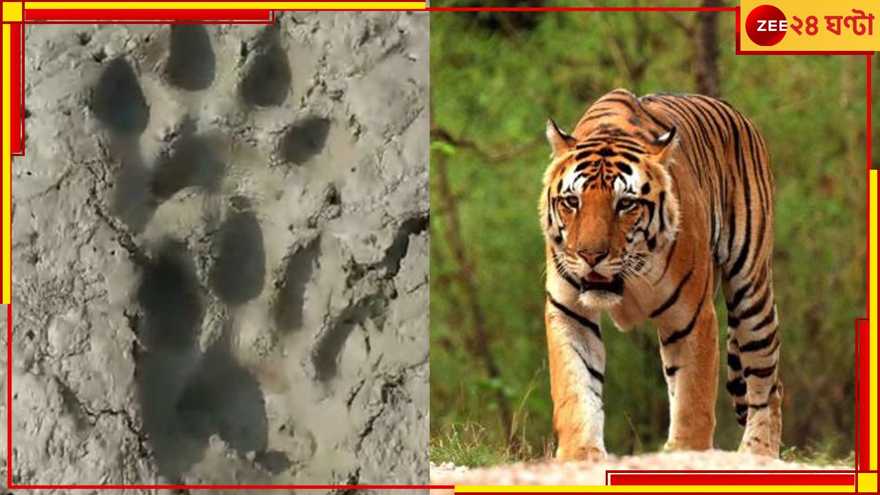 Kultuli Tiger: নরম মাটিতে পায়ের ছাপ! ফের বাঘের আতঙ্ক কুলতলিতে