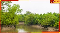 সুন্দরবন দিবস! কেন বাদাবনকে ঘিরে উদযাপিত হয় একটি দিন?