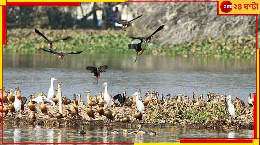 Santragachhi Jheel: মিগজাউম কীভাবে সাঁতরাগাছি ঝিলেও ঢেউ তুলল, বেঁধে দিল পাখির ডানা?