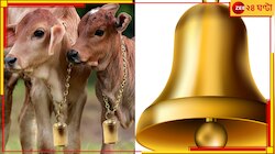 গরুর গলায় ঘণ্টা বাঁধা নিয়ে হবে ভোট, চলছে জোর প্রস্তুতি...