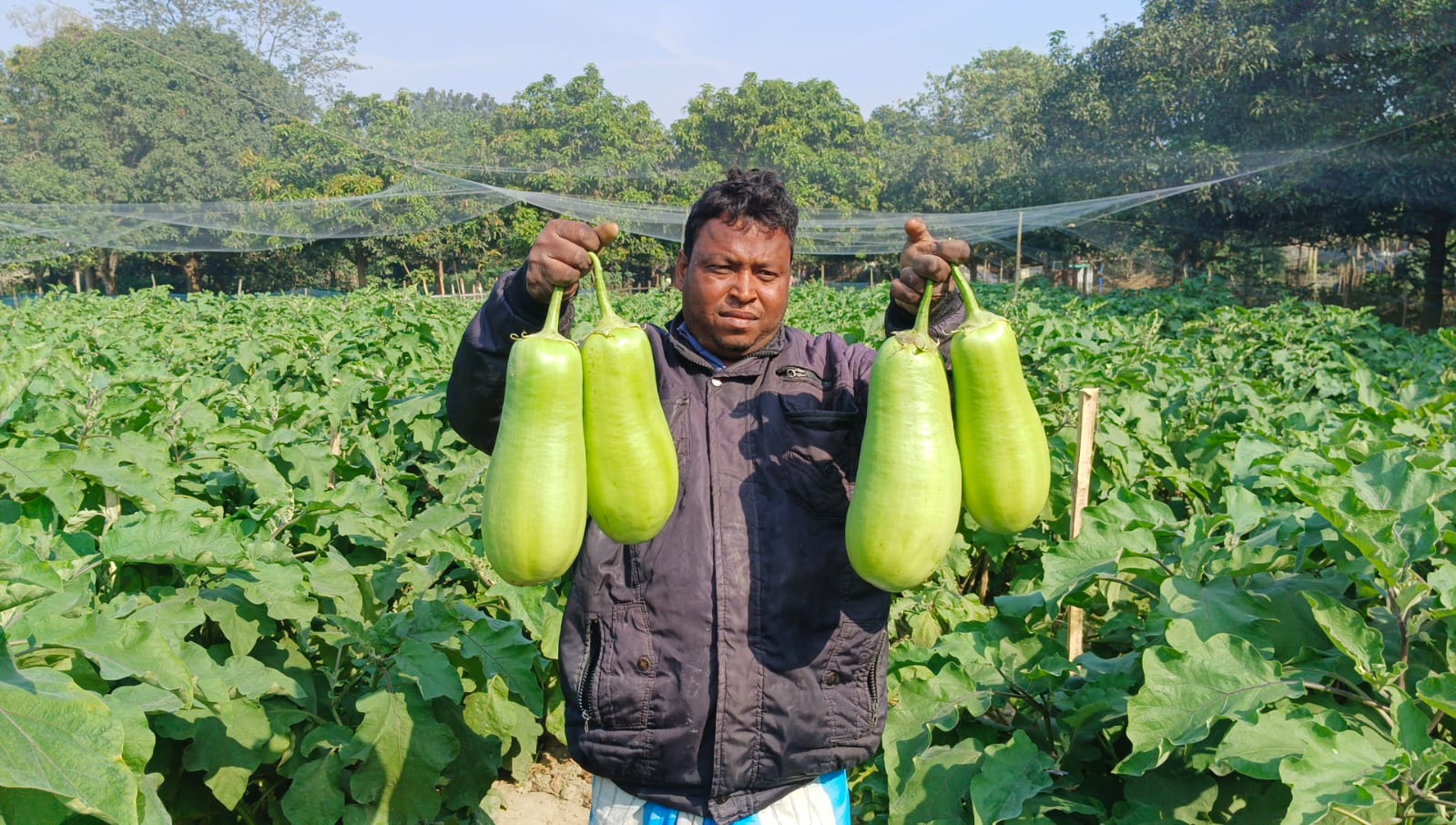 Nawabi Brinjal