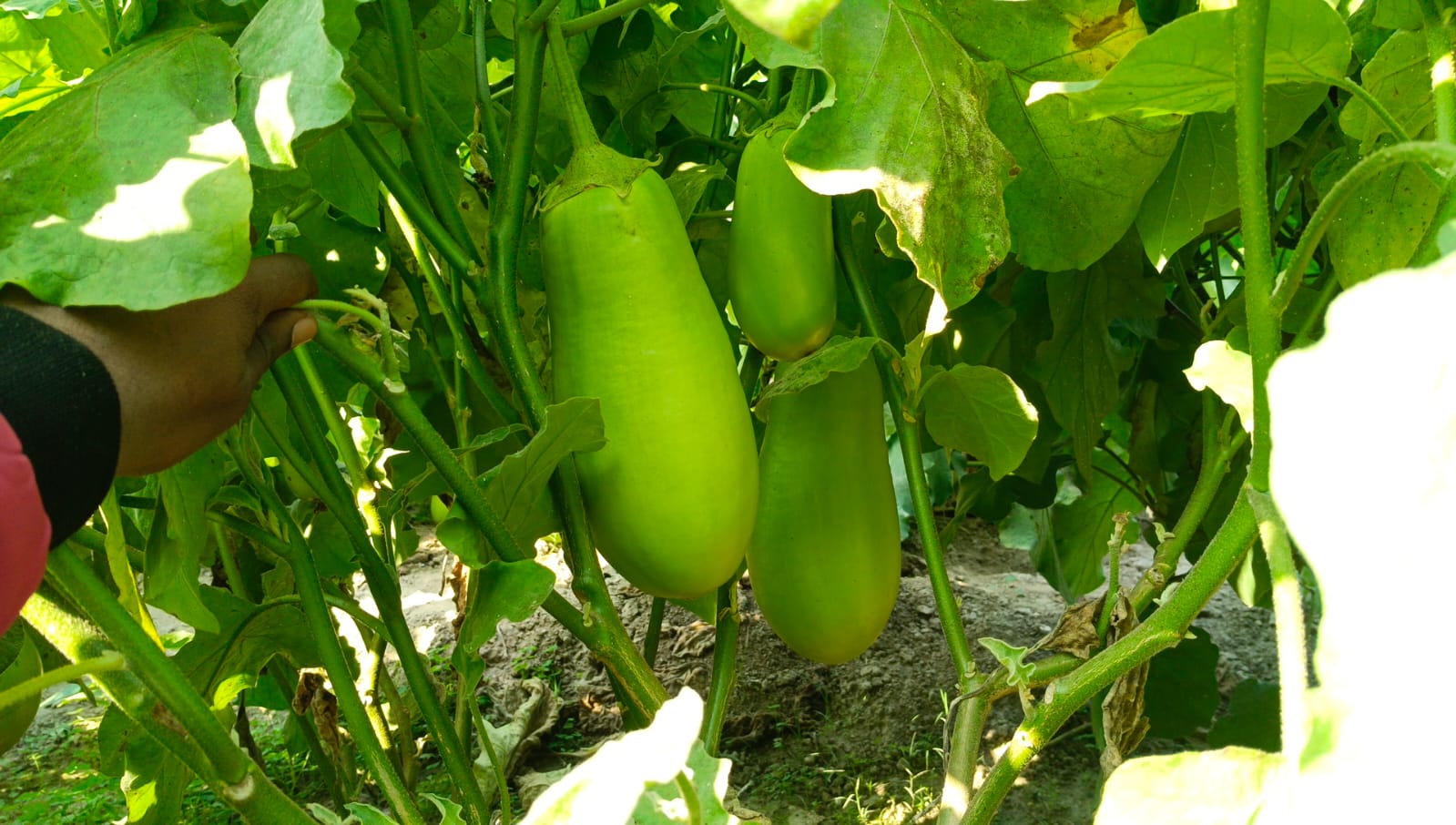 Nawabi Brinjal