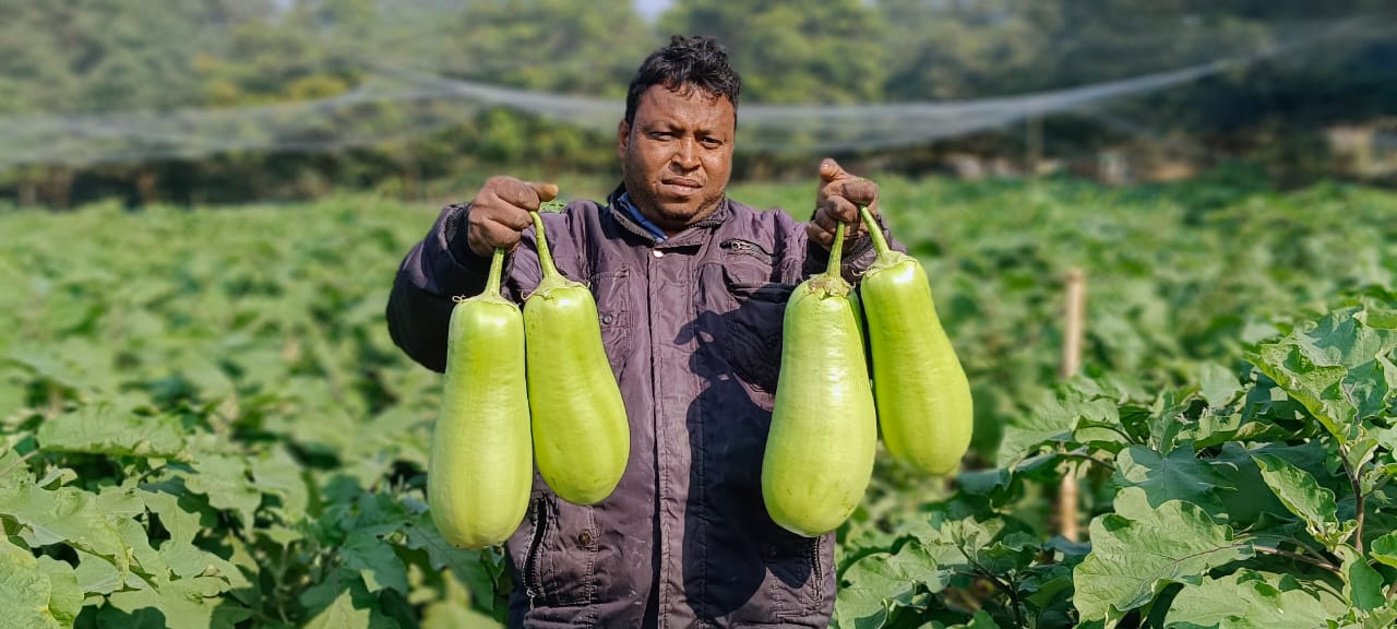 Nawabi Brinjal