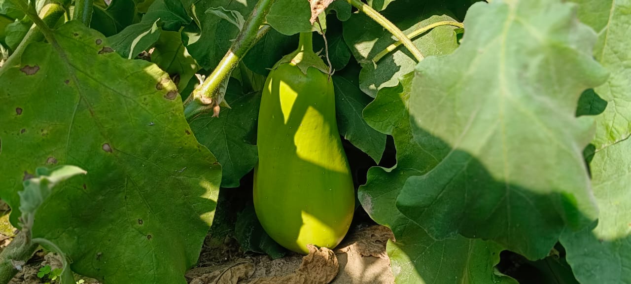 Nawabi Brinjal