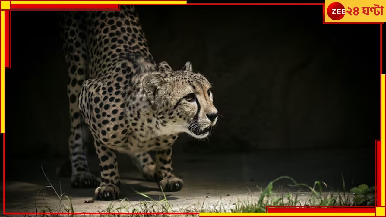 Cheetah: কুনো থেকে পালিয়ে রাজস্থানে, &#039;পলাতক&#039; অগ্নিকে ফেরানো হল &#039;ঘরে&#039;!