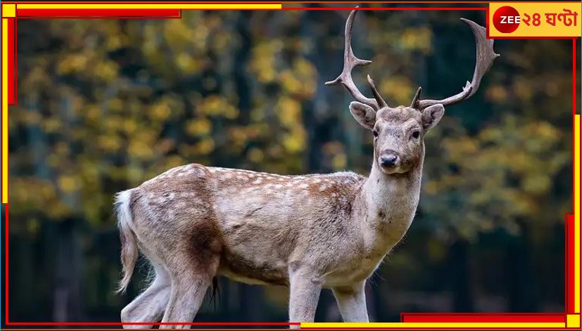 Zombie Deer Disease: হাড় চিবোলেই বিপদ! বিশ্বের নতুন ত্রাস &#039;জম্বি ডিয়ার&#039; রোগ 