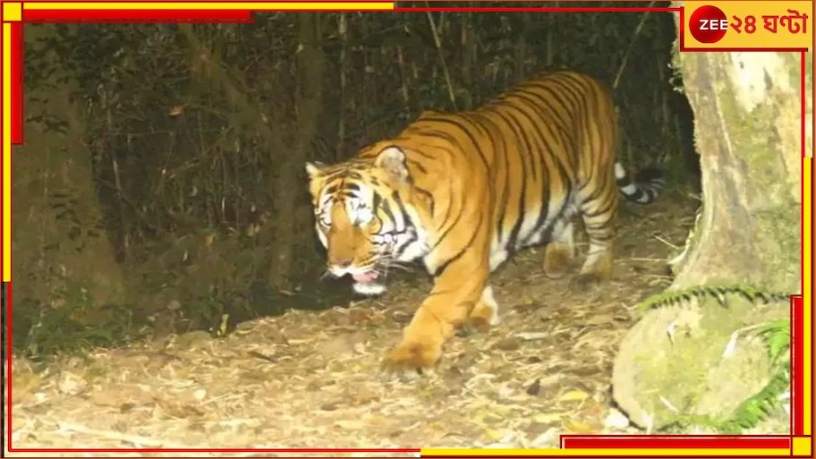 Royal Bengal Tiger: ১১ হাজার ফুট উঁচুতে ঘুরছেন দক্ষিণরায়, নেওড়ায় নজরকাড়া 'দুর্লভ'  