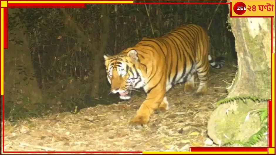 Royal Bengal Tiger: ১১ হাজার ফুট উঁচুতে ঘুরছেন দক্ষিণরায়, নেওড়ায় নজরকাড়া 'দুর্লভ' Royal Bengal Tiger: ১১ হাজার ফুট উঁচুতে ঘুরছেন দক্ষিণরায়, নেওড়ায় নজরকাড়া 'দুর্লভ'