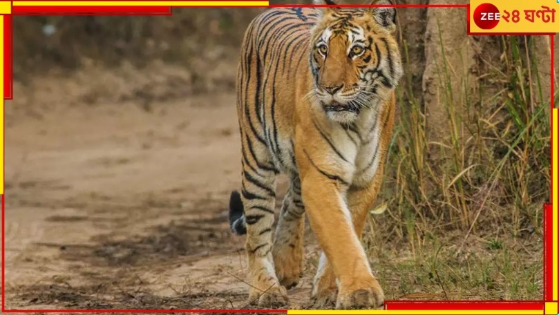 Buxa Tiger Reserve: সুখবর! হরিণ ঘাসজমি আর গ্রামবাসীর কল্যাণে বাঘ ফিরছে বক্সায়...