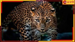 Leopard: ভয়াল পায়ের ছাপ! হিংস্র প্রাণীর আতঙ্কে ঘুম উড়েছে নিউটাউনের