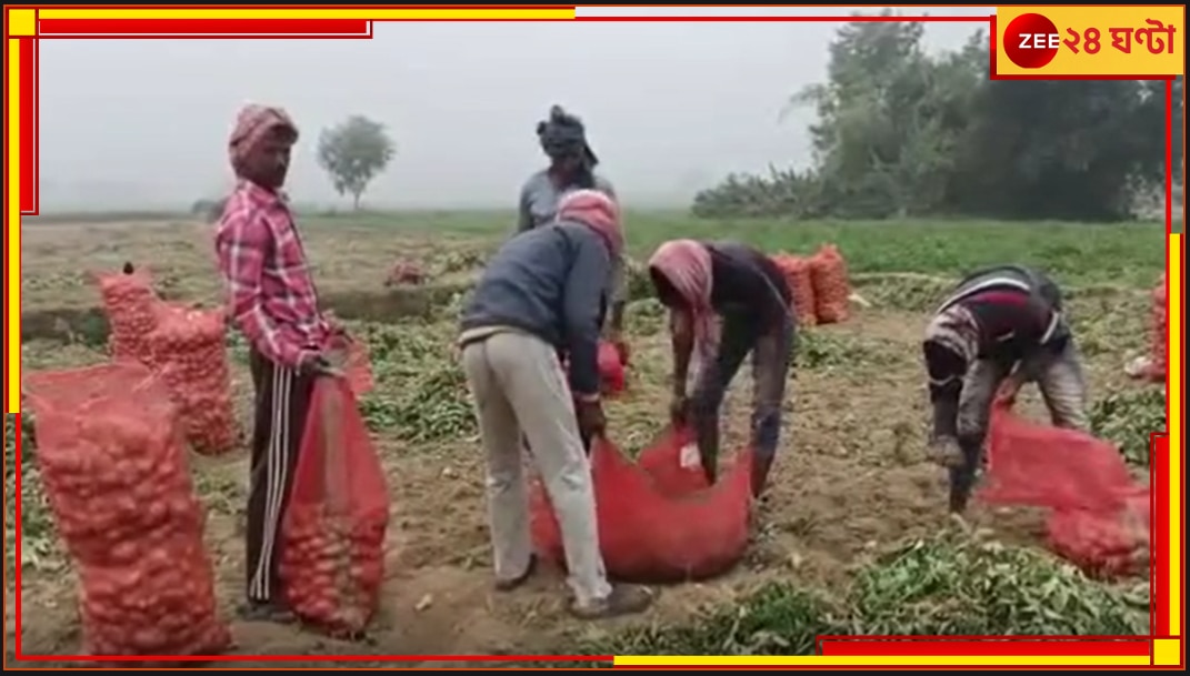 Potato Farming: বঙ্গে বৃষ্টির পূর্বাভাস! সময়ের আগেই মাঠ থেকে আলু তুলছেন কৃষকরা