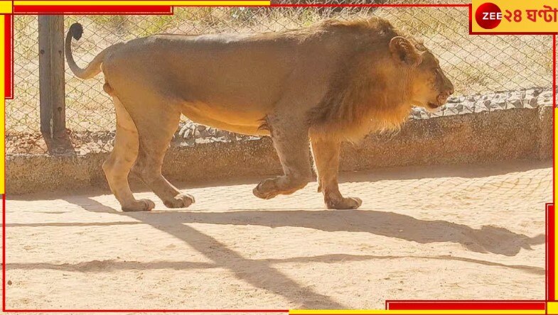 Lions for Bengal: বাংলায় এবার সিংহ আসছে ত্রিপুরা থেকে, সেজে উঠছে বেঙ্গল সাফারি...