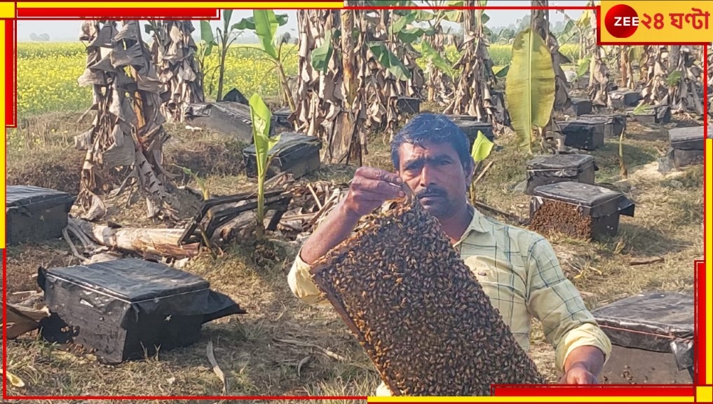 Dakshin Dinajpur: মধু সংগ্রহে ভাটা! ৩০০টি বাক্স নিয়ে সরষেক্ষেতে ঘুরে বেড়াচ্ছেন চাষিরা...