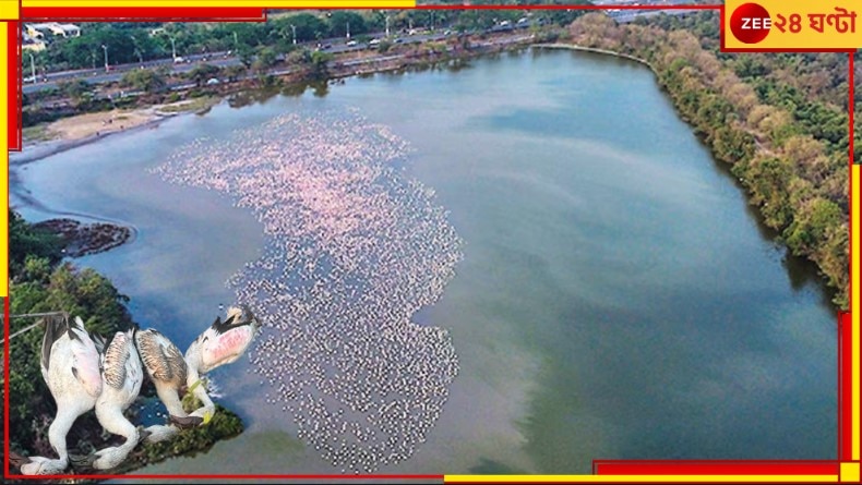 Flamingos Die At Navi Mumbai: দু&#039;মিনিট নীরবতা পালনও হবে না! সাইনবোর্ডে ধাক্কা খেয়ে মরল ৪ বেচারা ফ্লেমিংগো...