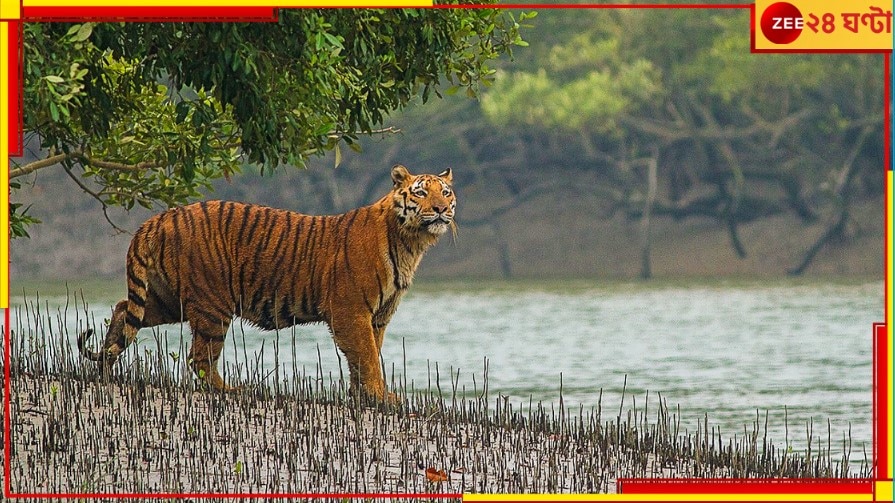 Sundarbans: রোমহর্ষক! বাঘের ডেরায় তাড়া করে দুই জলদস্যুকে পাকড়াও, মিলল হরিণপোড়া ছাইও...