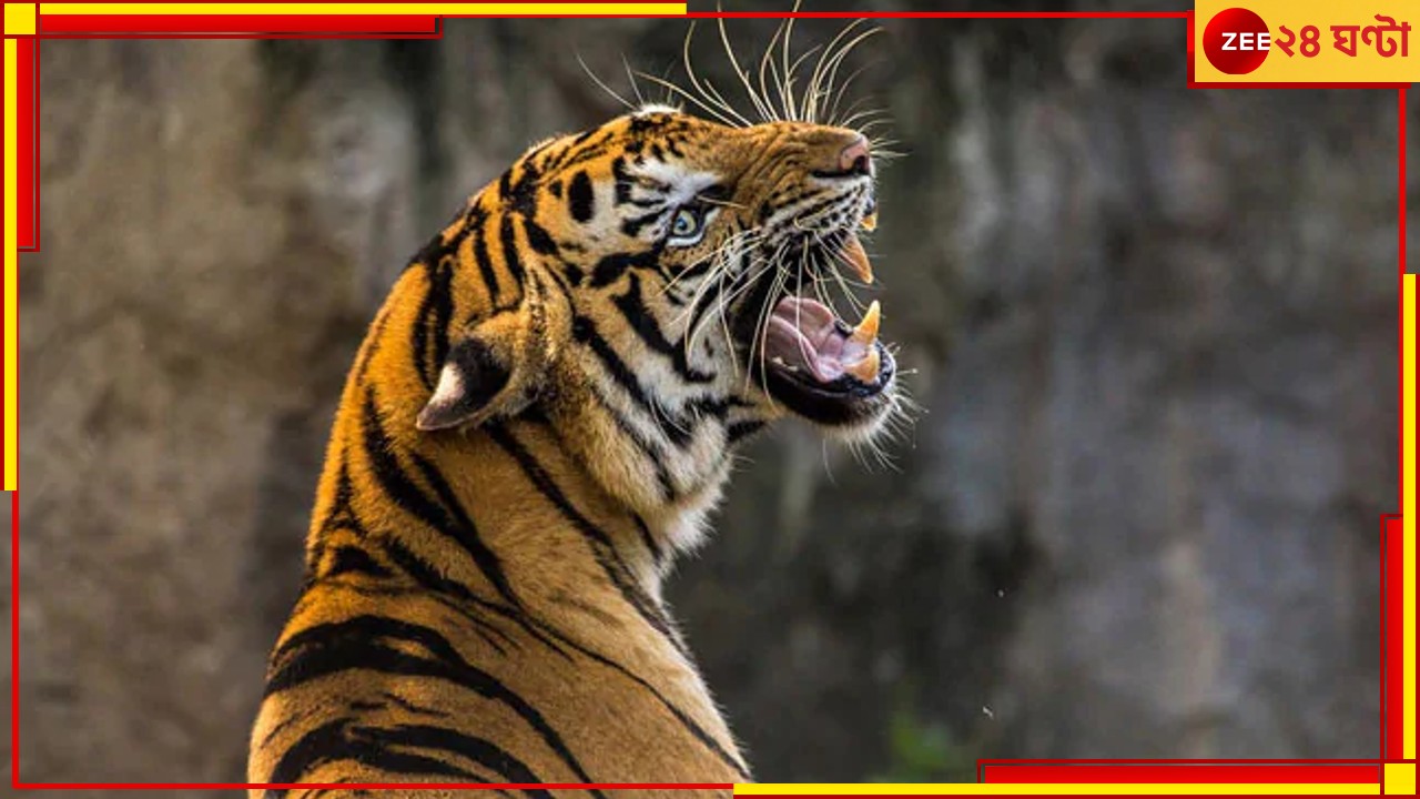 Sunderban: কাঁকড়া ধরার মাঝেই আচমকা ঝাঁপিয়ে পড়ল ঘাড়ে, বাঘে-মানুষে হাড়হিম লড়াইয়ে করুণ পরিণতি!