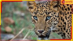 রাস্তা পার হওয়ার সময়ে দ্রুত গতির গাড়ির ধাক্কায় মৃত্যু লেপার্ডের...