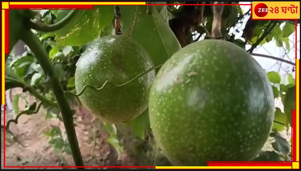 Passion Fruit in Malda: অবাককান্ড হলেও সত্যি, অস্ট্রেলিয়ার ফল ফলছে মালদায়