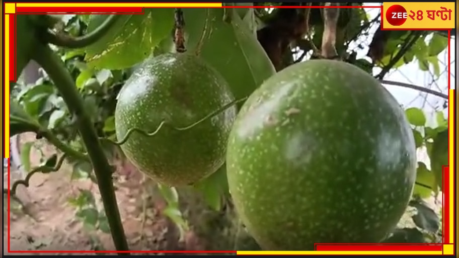 Passion Fruit in Malda: অবাককান্ড হলেও সত্যি, অস্ট্রেলিয়ার ফল ফলছে মালদায়