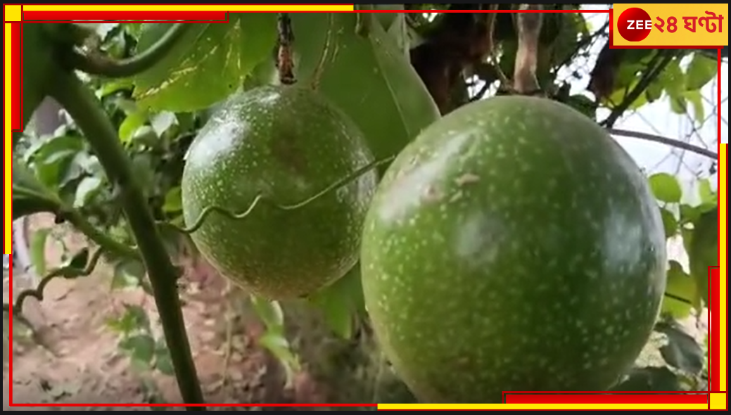Passion Fruit in Malda: অবাককান্ড হলেও সত্যি, অস্ট্রেলিয়ার ফল ফলছে মালদায় Passion Fruit in Malda: অবাককান্ড হলেও সত্যি, অস্ট্রেলিয়ার ফল ফলছে মালদায়