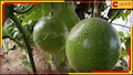 Passion Fruit in Malda: অবাককান্ড হলেও সত্যি, অস্ট্রেলিয়ার ফল ফলছে মালদায়