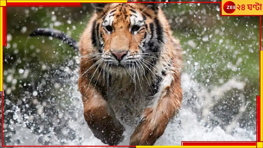Sundarbans: মাছ ধরতে গিয়েছিলেন, বাঘ এসে টেনে নিয়ে গেল মৎস্যজীবীকে... Sundarbans: মাছ ধরতে গিয়েছিলেন, বাঘ এসে টেনে নিয়ে গেল মৎস্যজীবীকে...