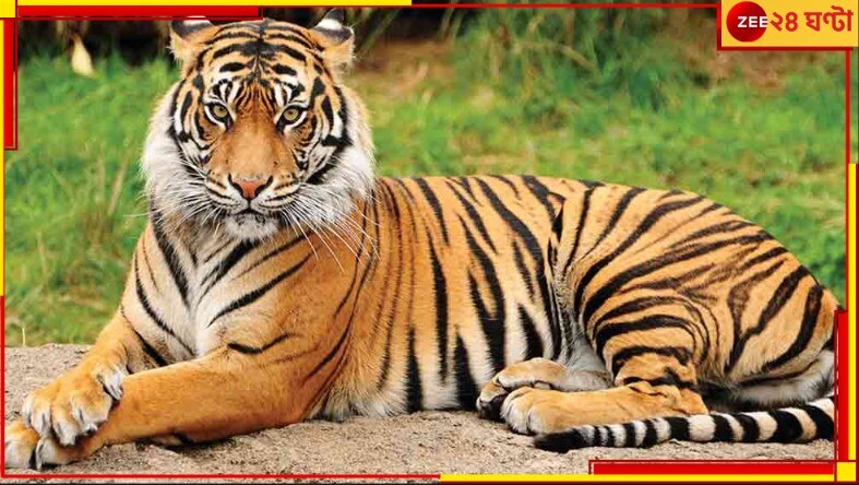 Sundarbans: বাংলাদেশের খালে রয়্যাল বেঙ্গল টাইগারের দেহ! কীভাবে মৃত্যু দক্ষিণরায়ের?