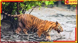 ফের মৃত্যু! কাঁকড়া ধরার সময়ে হঠাৎই বাঘ ঝাঁপিয়ে পড়ল ঘাড়ে...