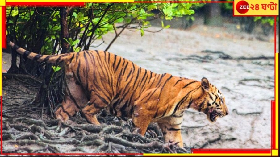 Kultali: ফের মৃত্যু! কাঁকড়া ধরার সময়ে হঠাৎই বাঘ ঝাঁপিয়ে পড়ল ঘাড়ে...