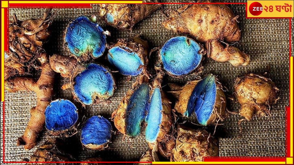 Blue Turmeric: এই &#039;নীল&#039; হলুদে সারবে ক্যানসার? চমক বিধানচন্দ্র কৃষি বিশ্ববিদ্যালয়ের!