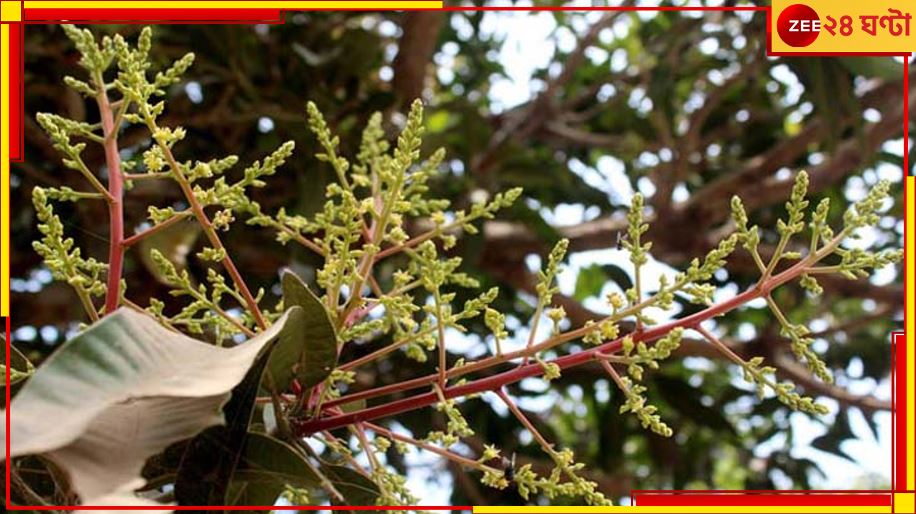 Mango: মুকুল কম! মধ্য বসন্তে ম্লান হাসি আমচাষীদের... Mango: মুকুল কম! মধ্য বসন্তে ম্লান হাসি আমচাষীদের...