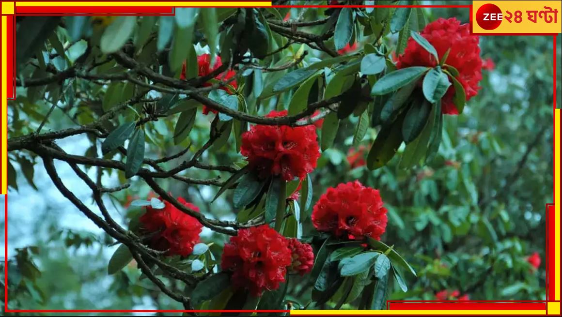 Rhododendron Blooms Early: পাহাড় ছেয়েছে রডোডেনড্রনে! ভয়ংকর দুর্যোগের ইঙ্গিত পাচ্ছেন পরিবেশবিদরা...