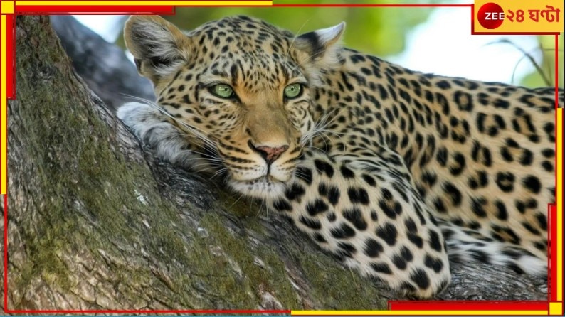 Leopards in North Bengal: মাত্র ৪ বছরে চিতাবাঘের সংখ্যা ২৩৩! তবুও কেন দুশ্চিন্তা পরিবেশবিদদের?