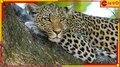 Leopards in North Bengal: মাত্র ৪ বছরে চিতাবাঘের সংখ্যা ২৩৩! তবুও কেন দুশ্চিন্তা পরিবেশবিদদের?