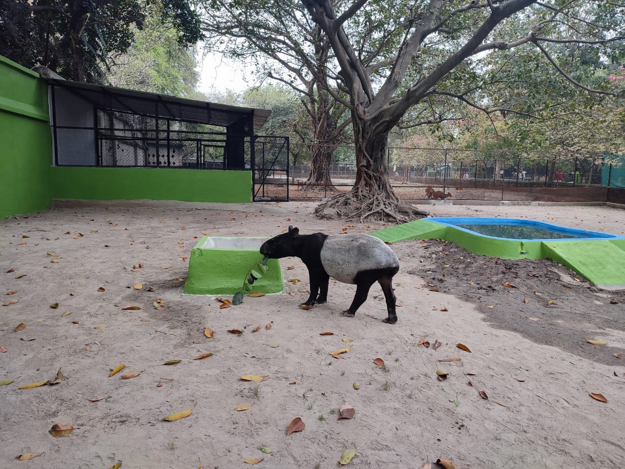 Alipore zoo has received a pair of male and female tigers and Malayan tapir