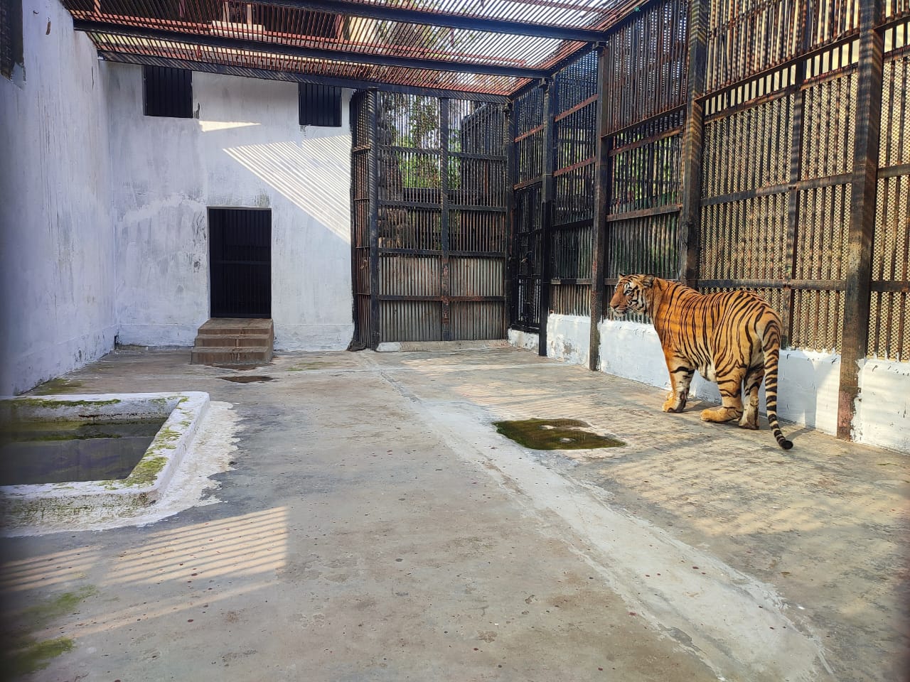 Alipore zoo has received a pair of male and female tigers and Malayan tapir