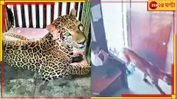 ঘরে ঢুকে এল চিতা, ১২ বছরের পুঁচকে যা করল... জাস্ট দেখুন!