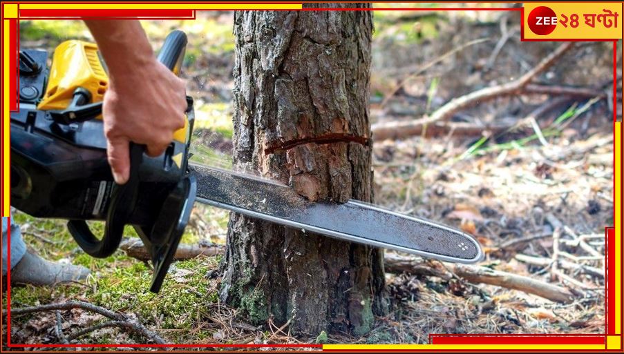 Tree cutting: স্কুলের বেঞ্চ তৈরি করতে কাটা পড়ল গাছ! বিতর্কে প্রধান শিক্ষক-ই