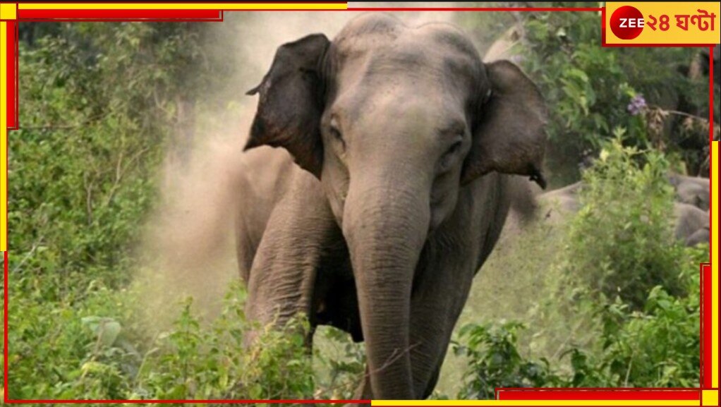 Elephant Attack: ঘন অন্ধকার, হঠাৎই সামনে কালো পাহাড়ের মতো দাঁতাল...