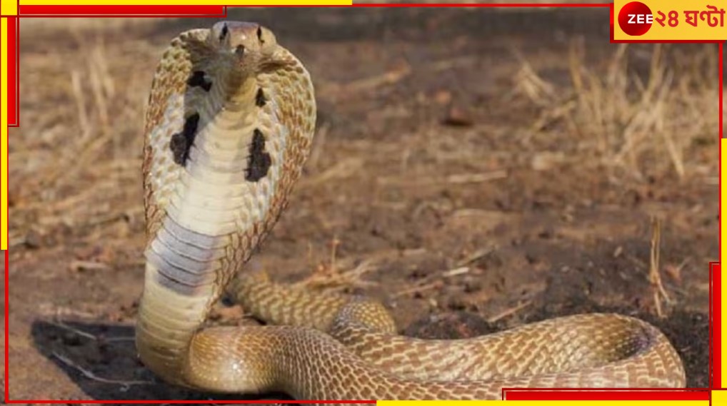 Malbazar: ঘরের ভিতরে গোখরো! গরম পড়তেই সাপের উপদ্রব বাড়ছে জঙ্গল-সংলগ্ন এলাকায়... Malbazar: ঘরের ভিতরে গোখরো! গরম পড়তেই সাপের উপদ্রব বাড়ছে জঙ্গল-সংলগ্ন এলাকায়...