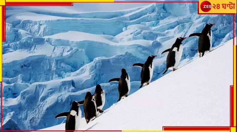 Penguin Post Office: সারাদিন ধরে শুধু পেঙ্গুইন গুনে যেতে হবে, এটাই চাকরি! করবেন?