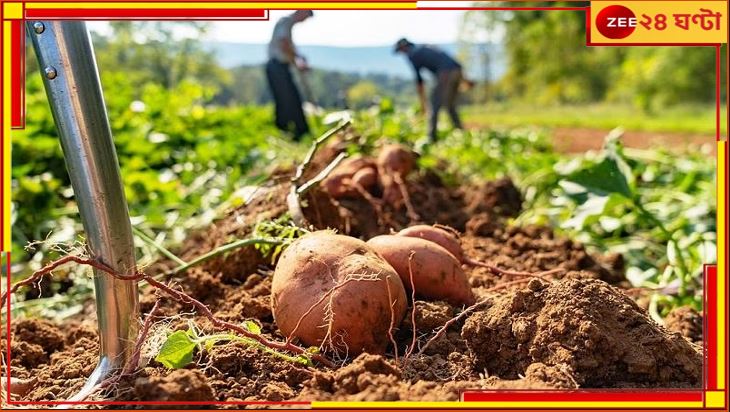 Potato Farming Disrupted: মাথায় হাত কৃষকদের! অসময়ের বৃষ্টিতে মুখ থুবড়ে পড়ল আলুচাষ...