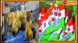 মুরগির ছানা ডেকে আনল বিপদ, নির্বাচনী বিধিভঙ্গের দায়ে তৃণমূল!